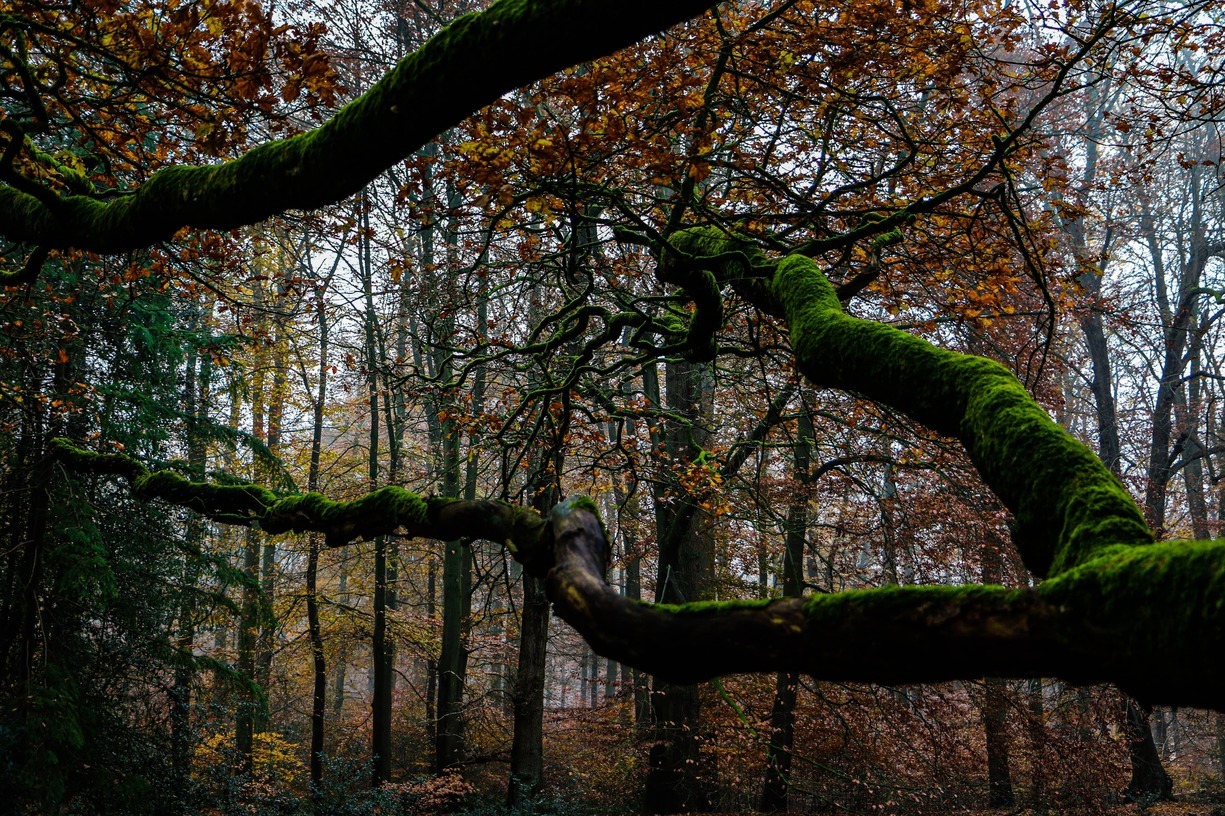 Afbeelding van Kopstal