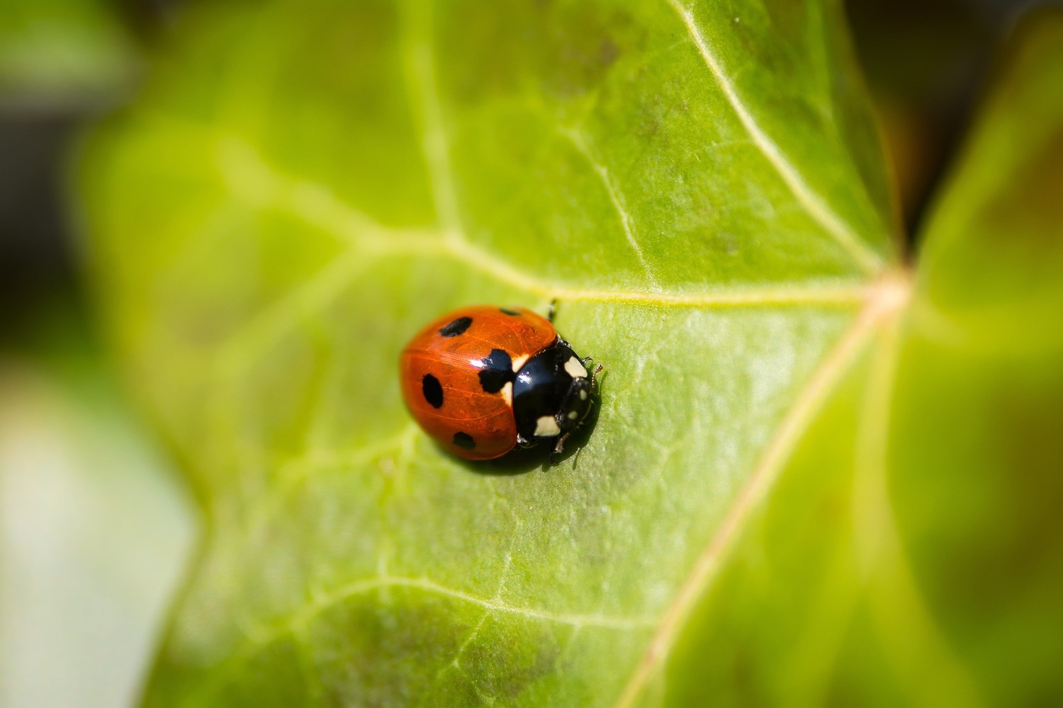 Foto van Oud Zuilen